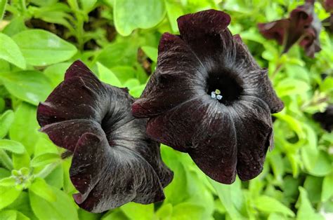 Adding a touch of magic with black magic petunias